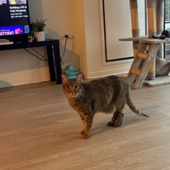 braids [prod dozefy]