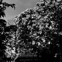 Amare la morte