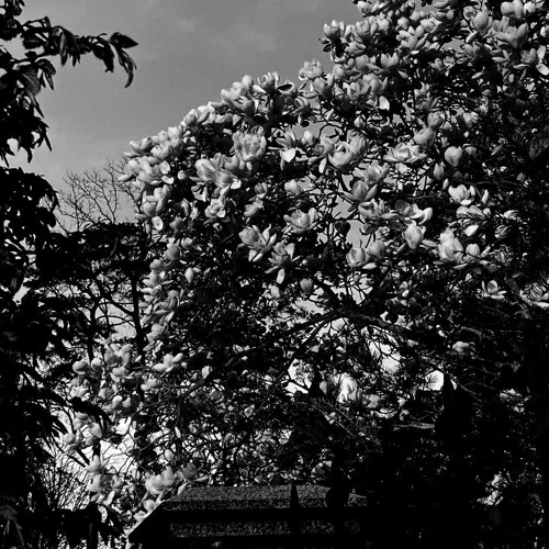 Amare la morte