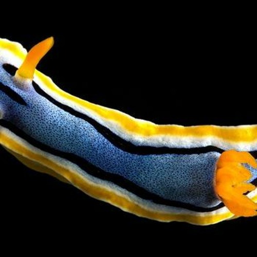 Mike Bryant "Sea Slug" mix