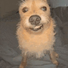 i have redescover my true purpose (smirking dog type beat)