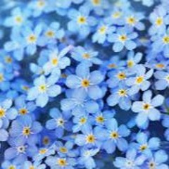 MYOSOTIS