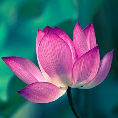 Om Chant: Nam Myoho Renge Kyo