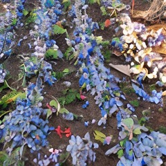 INDIGO DREAMS (w/ whisperation)