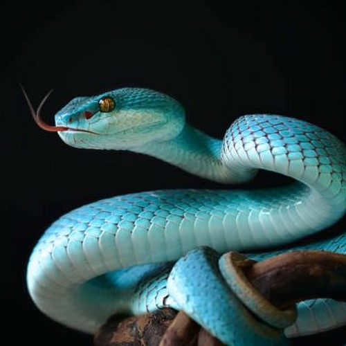 Stream viper by dp | Listen online for free on SoundCloud