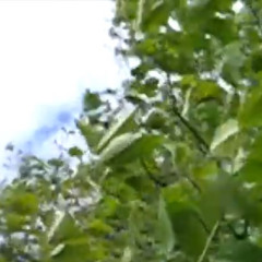 Finger Picking Song version 3 (SBIB remake)