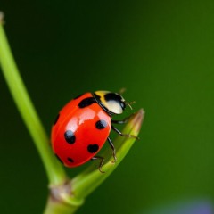 LADY BUG 🐞