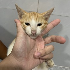 ĐẠI HỘI ÂM NHẠC☠️