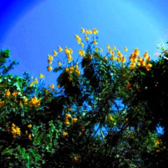 Shyntwirl - Arthropod Kingdom (PROD. Shyntwirl)