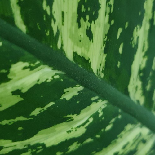 Nivos - Greener View