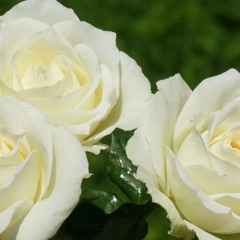 white roses