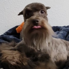 Lunatic • Mi perrito viejo • Pop