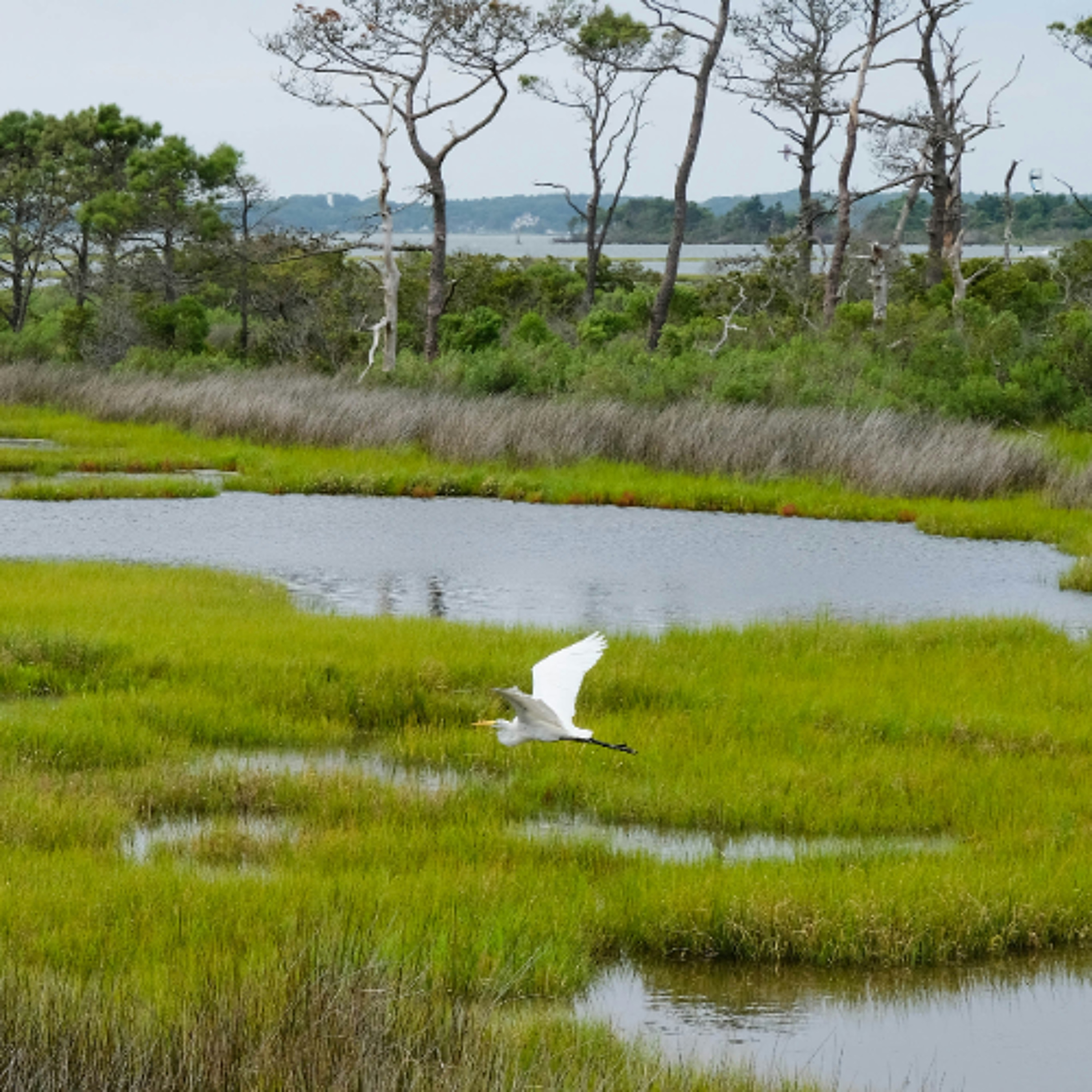Wisconsin Wetlands Association aims to conserve and restore vital ecosystems