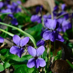 Violet
