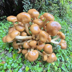 Bink bonk got the zooms