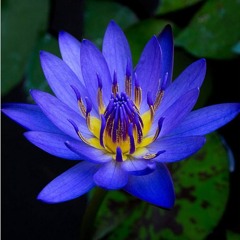 Blue Lily Elephant