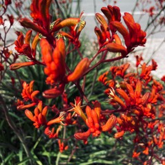 Flowers Of life