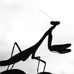 antennae (original mix)