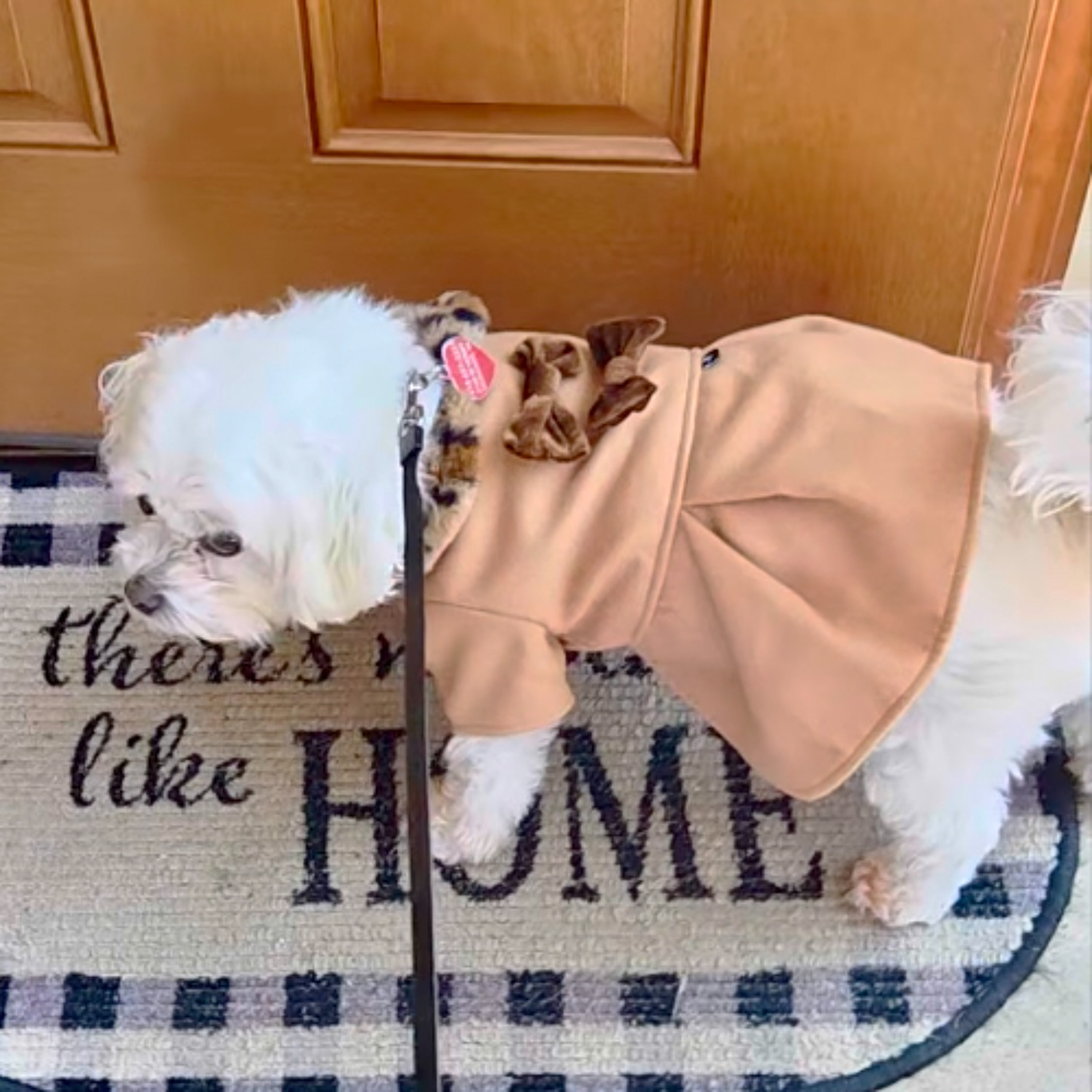 Doggie Sweaters & Mittens (1/29/26)