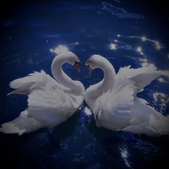 Swan