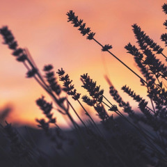 Night Flowers