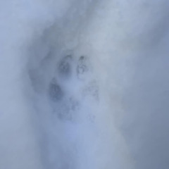 High Winds and Wolf Chorus