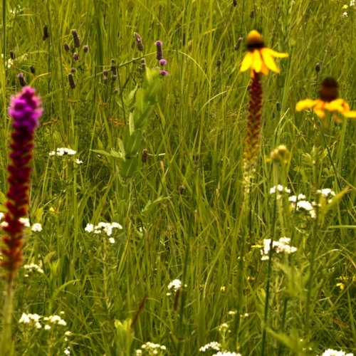 Need To Study? Block Out Distractions With Relaxing Wind Sounds White Noise (75 Minutes)