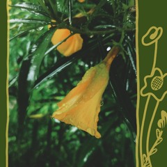 their unfulfilled dreams