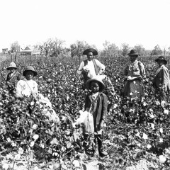 Working These Fields