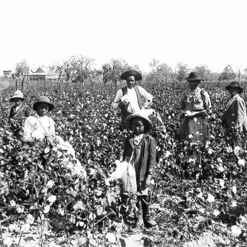 Working These Fields