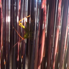 Polnik Slearlvens- Fornication 1