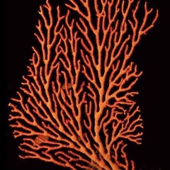 Invocação da Água