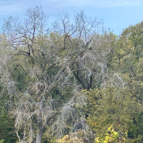 another view- o and rumi