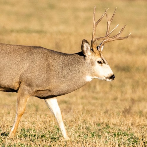 Panhandle Afield: The Rut