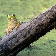 Frog On A Log Review