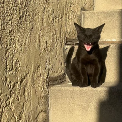 i lost my voice (cover)