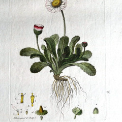 the petals remember what we forget