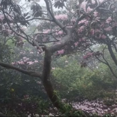 GTF-AWAYFROMME +503scoob