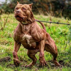 SEQUÊNCIA DANÇANTE DO PITBULL NO SÉRIE GOLD (DJ PW)