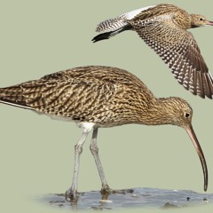 Eurasian Curlew (Numenius arquata) Marc Anderson