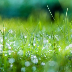 grass mix ((surprise set) ULTRA RARE)