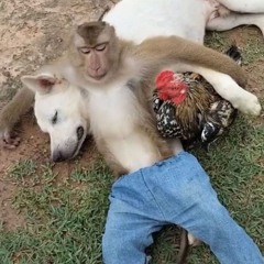 Frendli Playalist