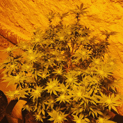GROW ON TREES