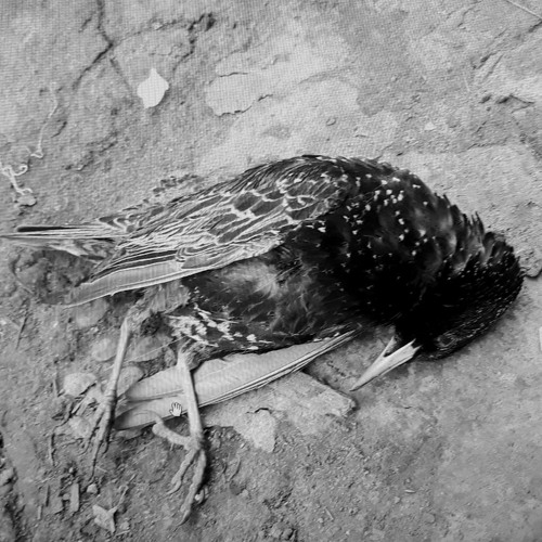 я помогу тебе