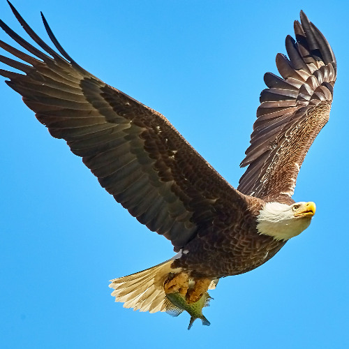 Intuition and Creativity Golden Eagle Soaring in the Sky Attunement