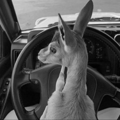 - ياشبيه الريم