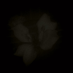 Transfigured III