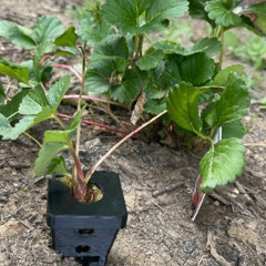 Gardening with Embark Week 33 - Collecting the Strawberry Runners for next year.