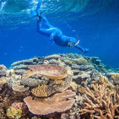 Best Great Barrier Reef Snorkeling And Diving Cruise From Cairns Tours Review