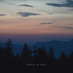 Forest at Dusk